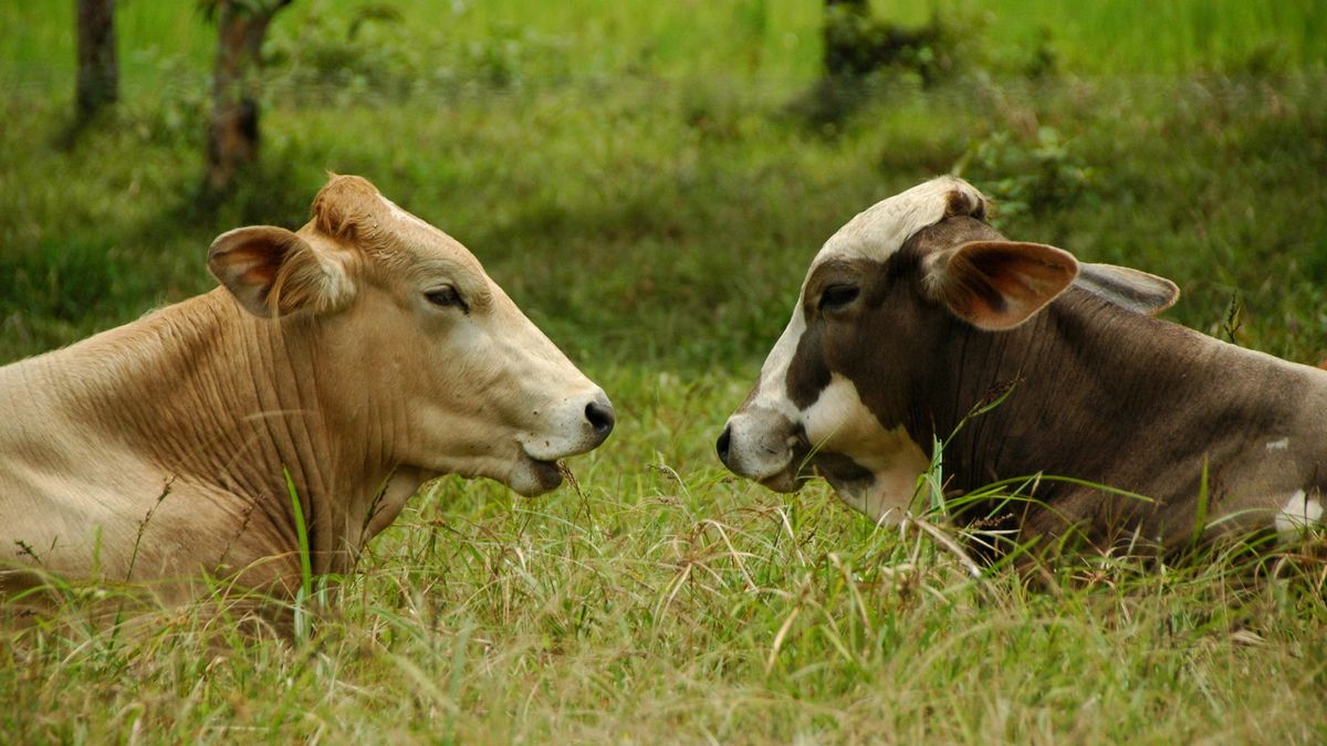 விலங்குகளின் சத்தம், ஒலி மாசுபாடு பட்டியலிலிருந்து நீக்‍கம் –பிரான்ஸில்  புதிய சட்டம்