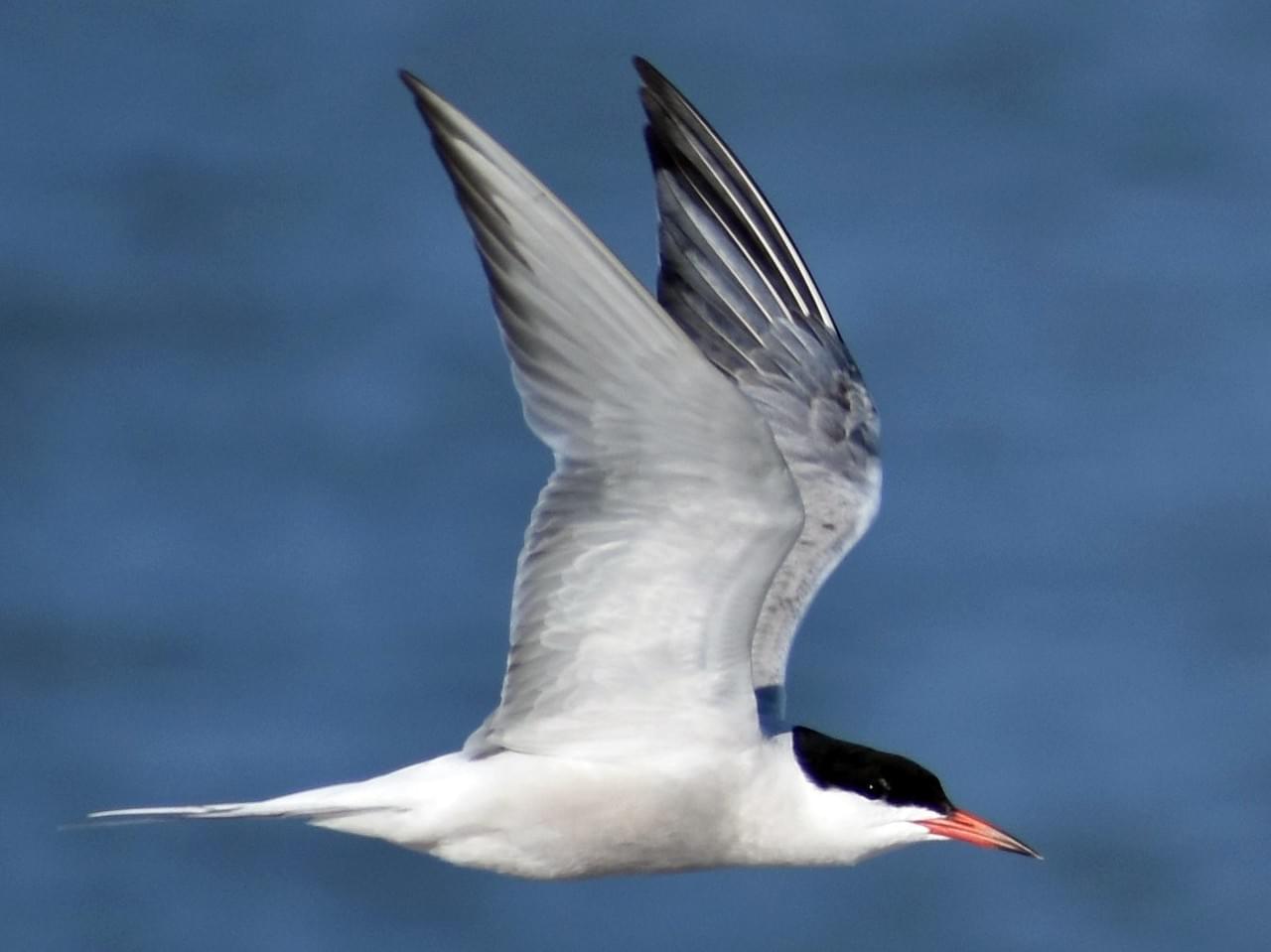 அதிசயப் பறவை “துருவ ரேன்” (Arctic Terns)