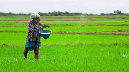 இறக்குமதி செய்யப்பட்டுள்ள நச்சுத்தன்மை வாய்ந்த உரம்.